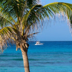 palm tree, blue sea, boat